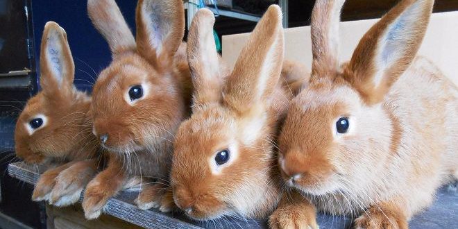Beautiful rabbits.