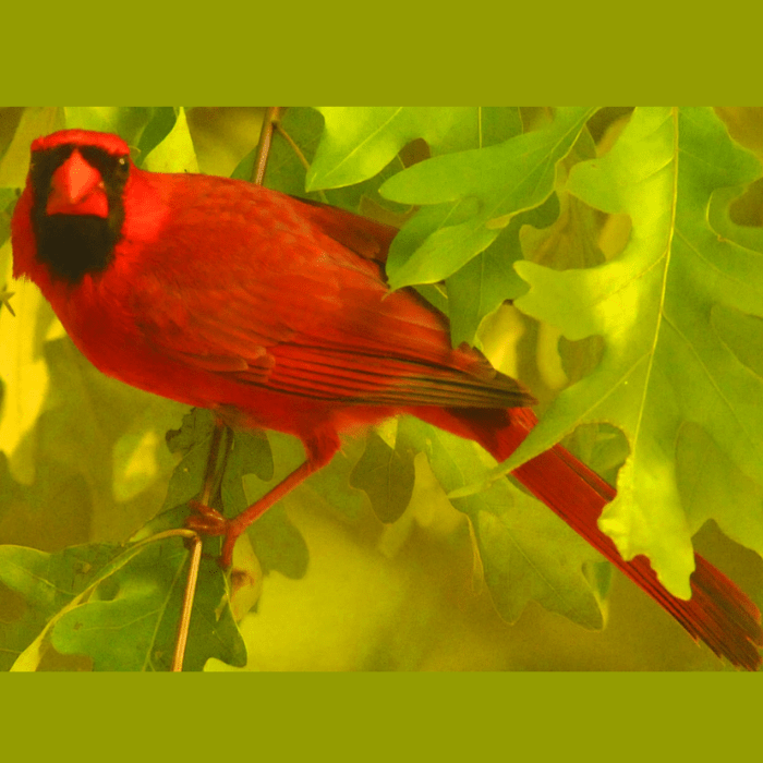 Cardinal in a tree.