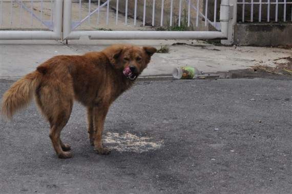 Dog eating its vomit.