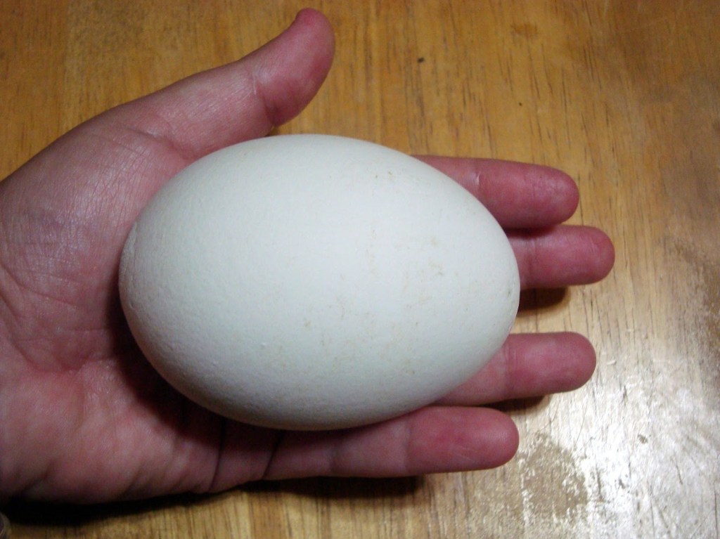 A big goose egg.